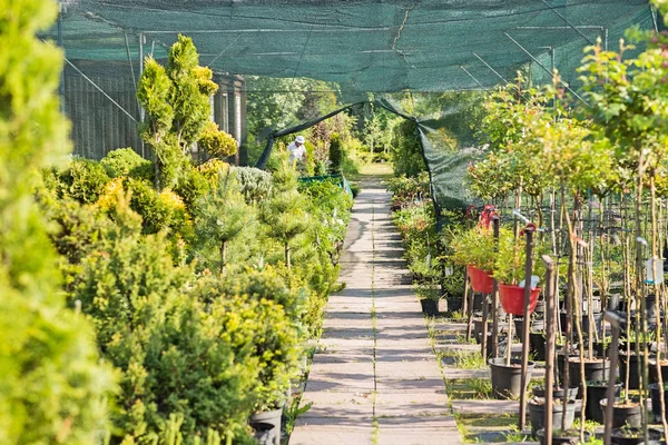 Pasarela en vivero de plantas —  Fotos de Stock