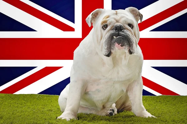 Bouledogue britannique devant Union Jack — Photo