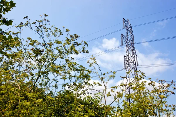 Ağaçların üstünde elektrik pilon — Stok fotoğraf