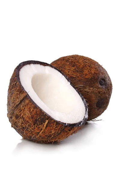 Studio shot van kokosnoot — Stockfoto