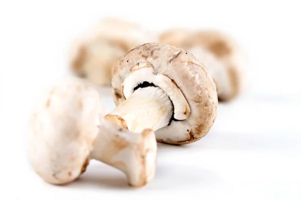 Champignons crudi freschi — Foto Stock