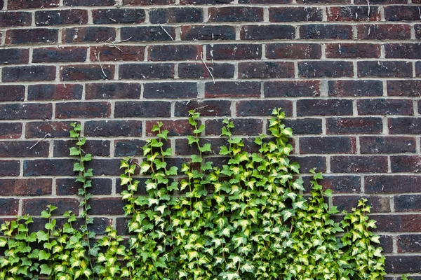 混凝土墙与绿色的常春藤 — 图库照片