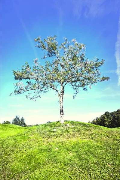 Árvore solitária no campo — Fotografia de Stock