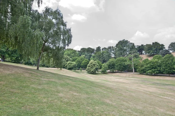 Träd i sommarparken — Stockfoto