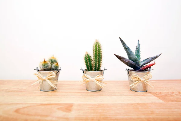 Variasi Cacti dalam pot — Stok Foto