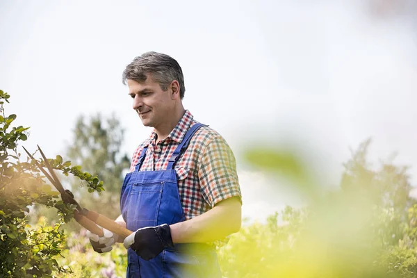 Gardener cutting tree branches — Stock Photo, Image