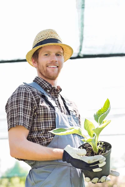 Садовник держит горшечное растение — стоковое фото