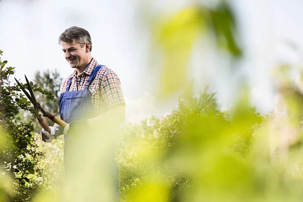 Smiling gardener trimming tree branches — Stock Photo, Image