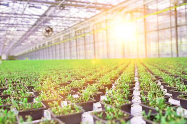 Modern sera büyüyen yeşil otlar