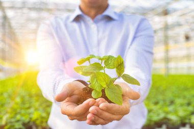 Yetiştirme odasında fideleri tutan olgun bir sahibin kırpılmış resmi.