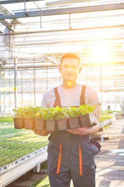 Serada bitki taşıyan yakışıklı erkek botanikçiler