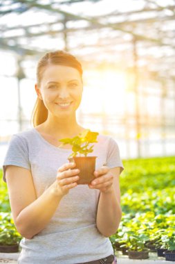 Bitki yetiştirme odasında bitki tohumlarını inceleyen kadın botanikçi.