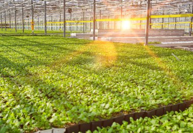 Modern sera büyüyen yeşil otlar