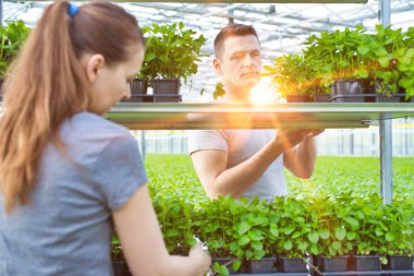 Kadın ve erkek botanikçiler fideleri bitkilerin fidanlığında diziyorlar.