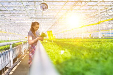 Bitki yetiştirme odasında bitki tohumlarını inceleyen kadın botanikçi.