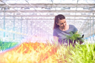 Bitki yetiştirme odasında bitki tohumlarını inceleyen kadın botanikçi.