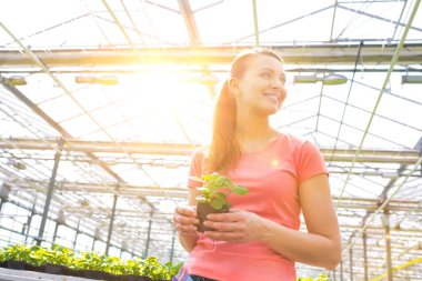 Bitki yetiştirme odasında bitki tohumlarını inceleyen kadın botanikçi.