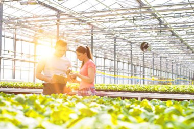 Kendine güvenen erkek ve dişi botanikçiler ot fide bitki Kreş üzerinde tartışıyor