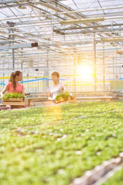 Gülümseyen kadın botanikçiler seradaki ahşap sandıklarda bitki taşıyorlar.