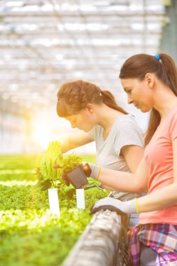 Kadın botanikçiler ot fidan bitki Kreş incelenmesi