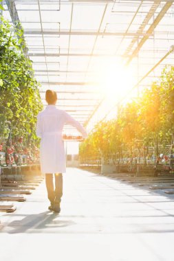 Arkadan Görünüş bilim sera bitki tarafından sandık domates ile