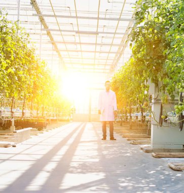 Arka planda güçlü lensleri olan serada yaşayan bir çiftçinin hayatı