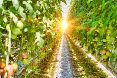 Arka planda güçlü lensleri olan serada yaşayan bir çiftçinin hayatı