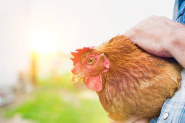 Çiftçinin çiftlikte tavuk tutarken çekilmiş görüntüsü