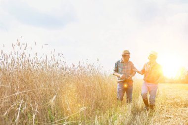 Tarladaki hasatı buğday ekinleriyle denetleyen çiftçiler