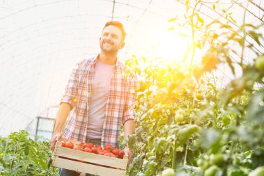 Çiftlikte sandıkta domates taşıyan gülümseyen çiftçi