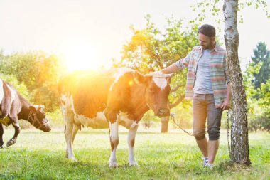 Çiftlikte ineklerin yanında duran gülümseyen yetişkin adam.