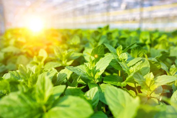 Green Herbs Growing Modern Greenhouse — Stock Photo, Image