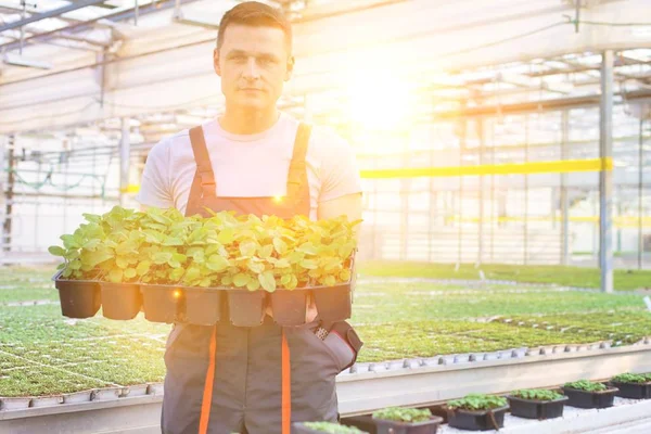 Serada bitki taşıyan yakışıklı erkek botanikçiler