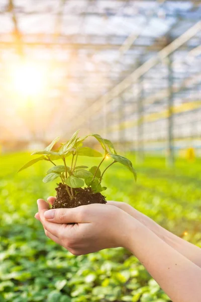 植物苗圃中女性植物学家持苗的剪切图 — 图库照片