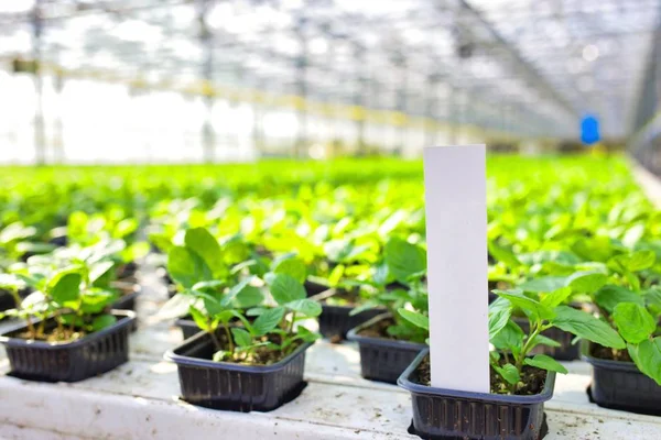 現代の温室で栽培されている緑のハーブの終わり — ストック写真