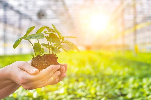 Bijgesneden Beeld Van Vrouwelijke Botanicus Bedrijf Zaailingen Plantenkwekerij — Stockfoto