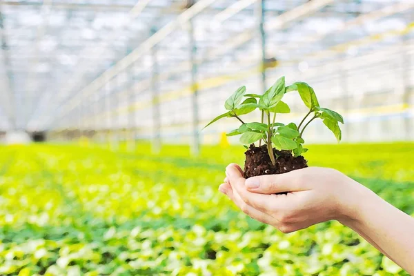 Przycięty Wizerunek Botanicznych Sadzonek Samic Szkółce Roślin — Zdjęcie stockowe