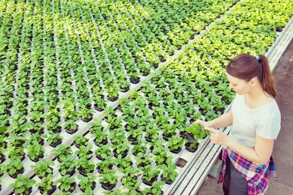 植物苗圃草本植物苗木检验的女植物学家 — 图库照片
