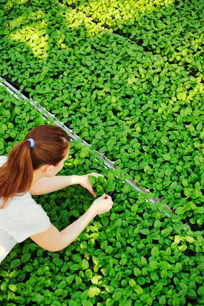 植物保育園でハーブ苗を調べる女性植物学者 — ストック写真