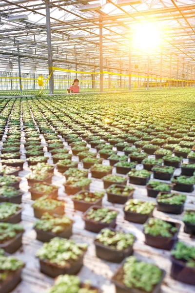 Joven Botánica Examinando Hierbas Vivero Plantas — Foto de Stock