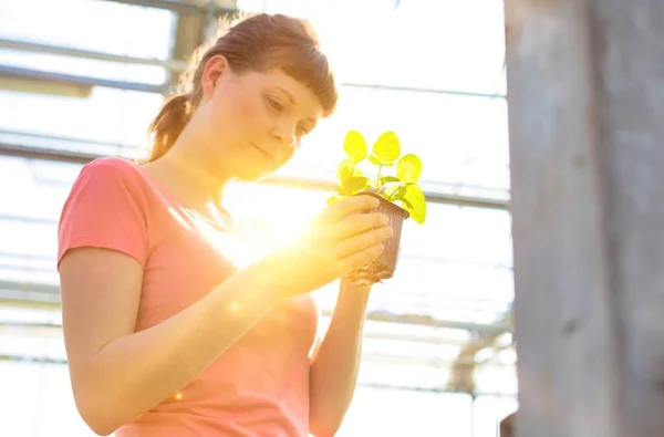 若い女性植物学者の植物保育園でハーブを調べる — ストック写真