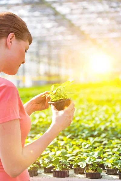 Unga Kvinnliga Botaniker Att Undersöka Örter Plantskola — Stockfoto