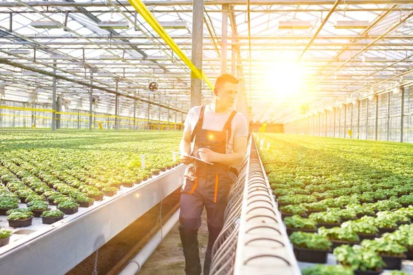 Bitki sera içinde inceleyerek kendine güvenen erkek bilim adamı