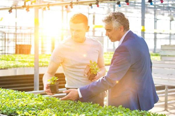 Empresario Discutiendo Sobre Plántulas Hierbas Con Botánico Invernadero — Foto de Stock