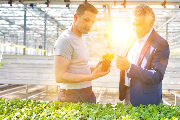 Empresario Discutiendo Sobre Plántulas Hierbas Con Botánico Invernadero — Foto de Stock