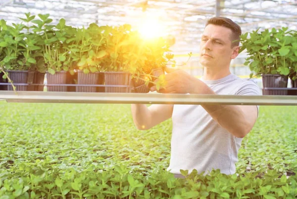 Vertrouwen Mannelijke Wetenschapper Kruid Kas Onderzoeken — Stockfoto