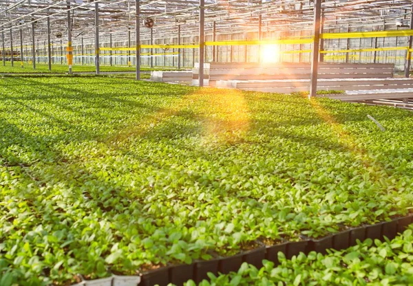 Modern sera büyüyen yeşil otlar