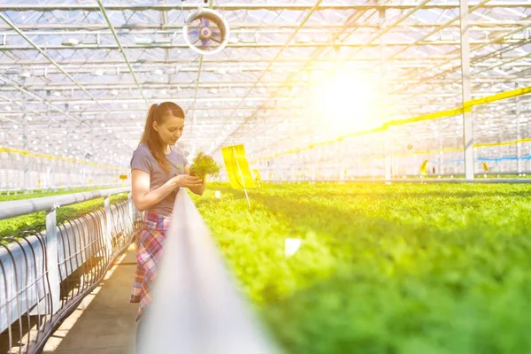 Bitki yetiştirme odasında bitki tohumlarını inceleyen kadın botanikçi.