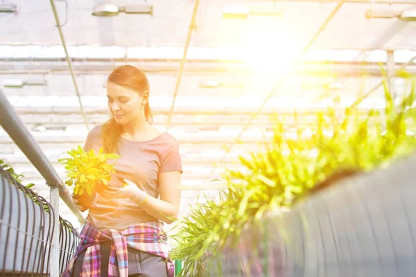 植物保育園でハーブ苗を調べる女性植物学者 — ストック写真