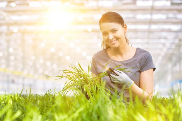 Bitki yetiştirme odasında bitki tohumlarını inceleyen kadın botanikçi.